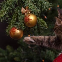 Come preparare un albero di Natale a prova di gatto