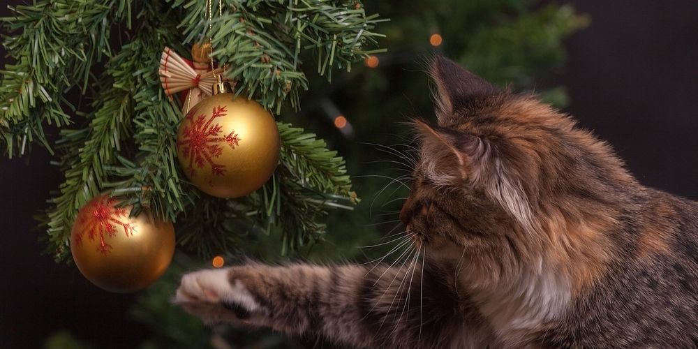 Come preparare un albero di Natale a prova di gatto