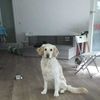 Vileda VR 201 PetPro