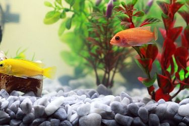 Acquario: guida all'acquisto