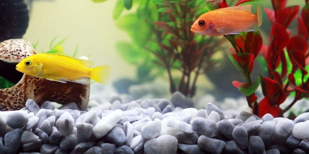 Come scegliere l'acquario: guida all'acquisto