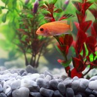 Immagine esemplicativa per 'Come scegliere l&rsquo;acquario'