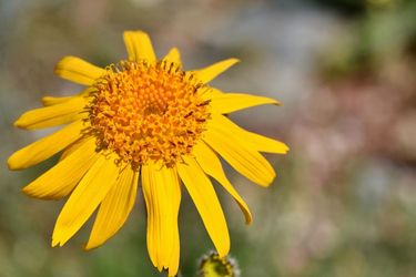 Come scegliere l'estratto di arnica: guida 2025
