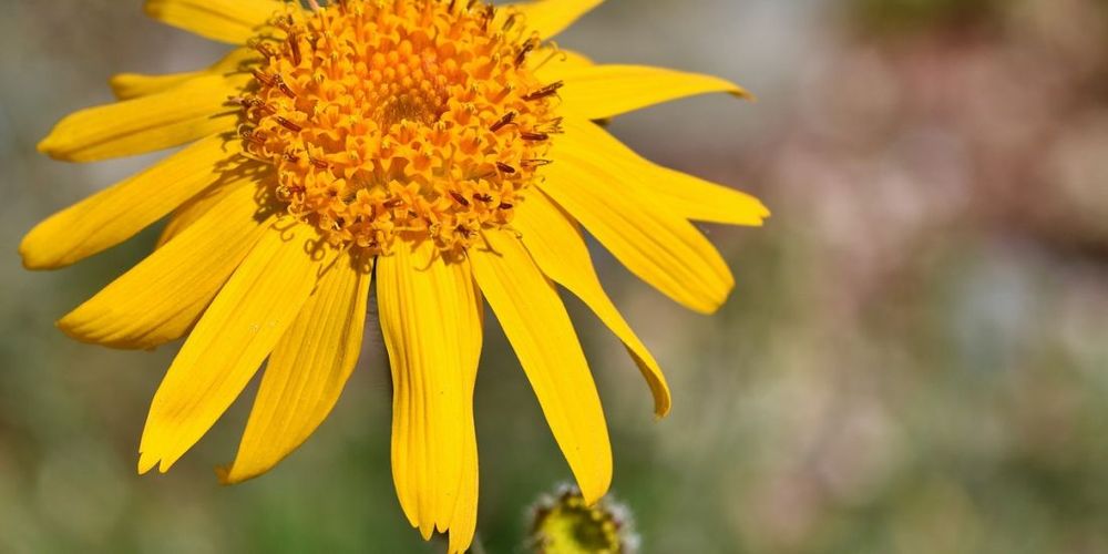 Come scegliere l'estratto di arnica: guida 2025