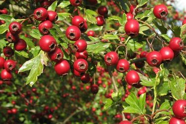 Come scegliere l'integratore di ashwagandha: guida 2025