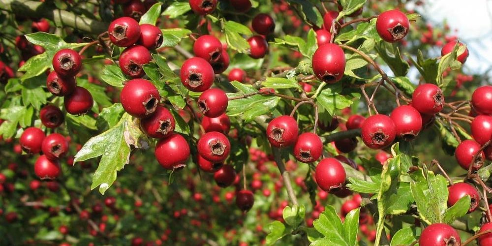 Come scegliere l'integratore di ashwagandha: guida 2025
