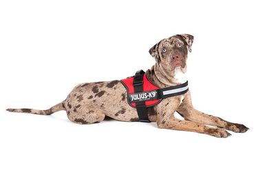 Come scegliere la pettorina cane