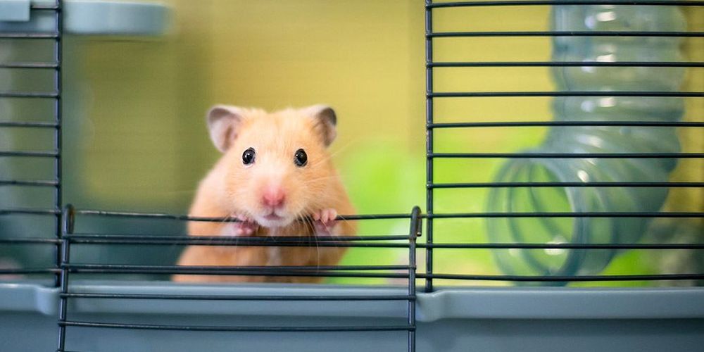 Come scegliere la gabbia per criceti: guida all'acquisto