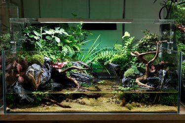 Terrario: guida all'acquisto