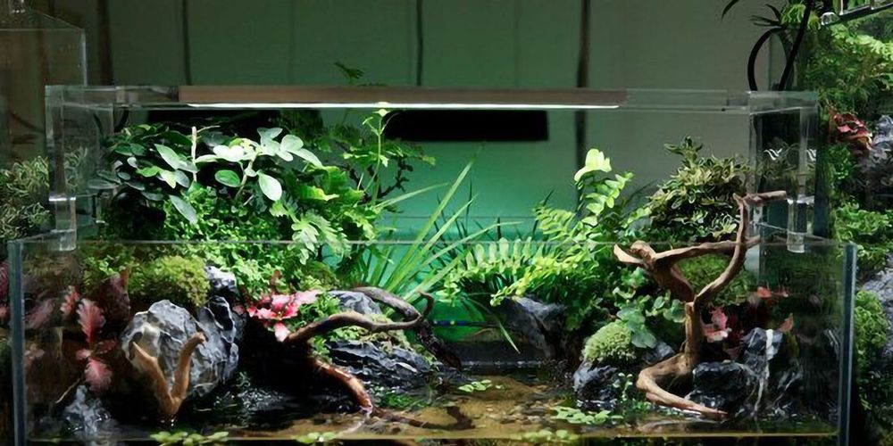 Come scegliere il terrario: guida all'acquisto