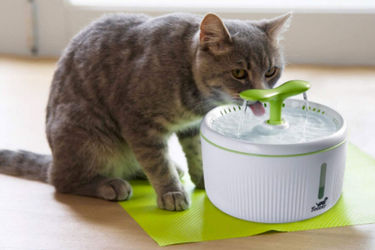 Come scegliere la fontanella per gatti: guida all'acquisto