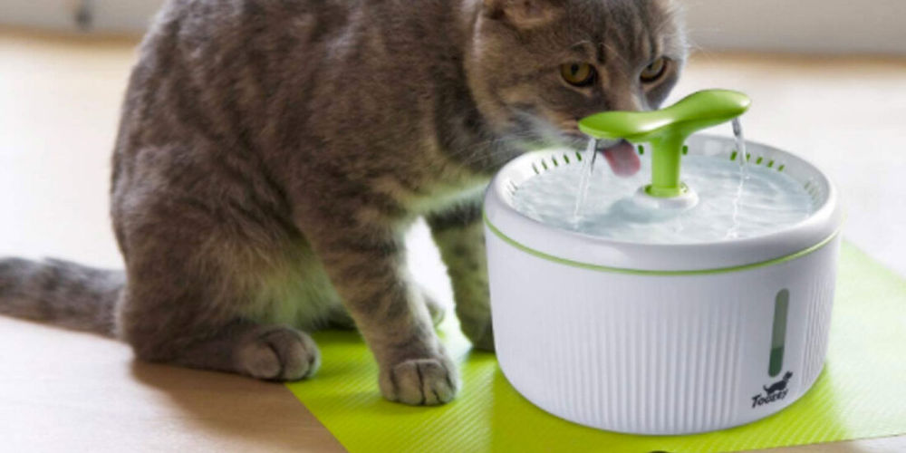 Come scegliere la fontanella per gatti: guida all'acquisto