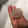 Mooncup Original