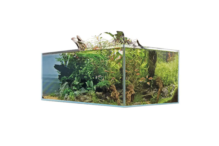 Amtra Shallow