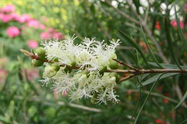 Come scegliere il tea tree oil: guida 2025