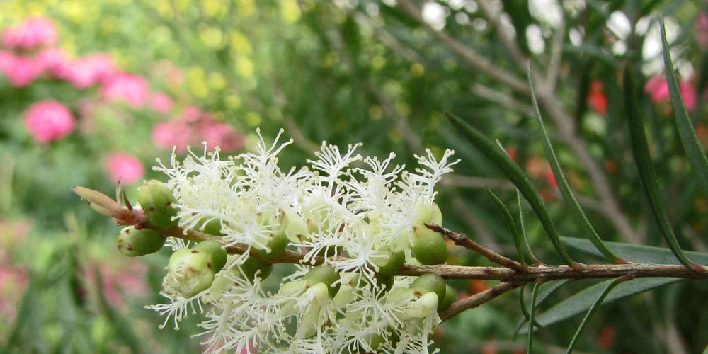 Come scegliere il tea tree oil: guida 2025