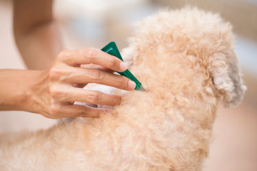 Come scegliere l'antiparassitario cani