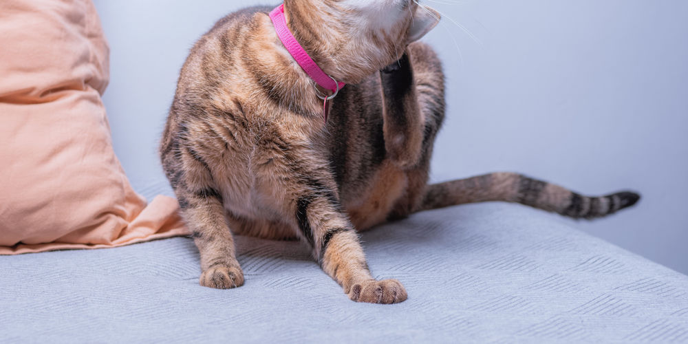 Come scegliere l'antiparassitario gatti: guida 2025