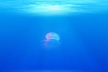 Punture di medusa: cosa fare