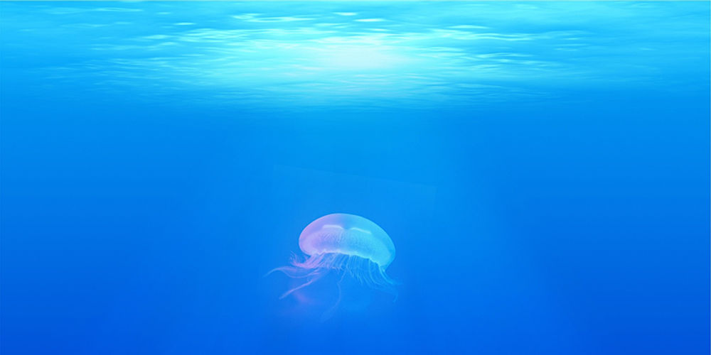Punture di medusa: cosa fare