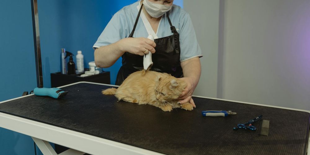 Come scegliere le tosatrice animali: guida 2025