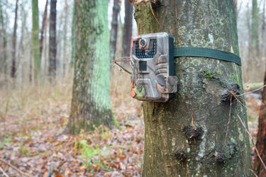 Come scegliere la fototrappola: guida all'acquisto