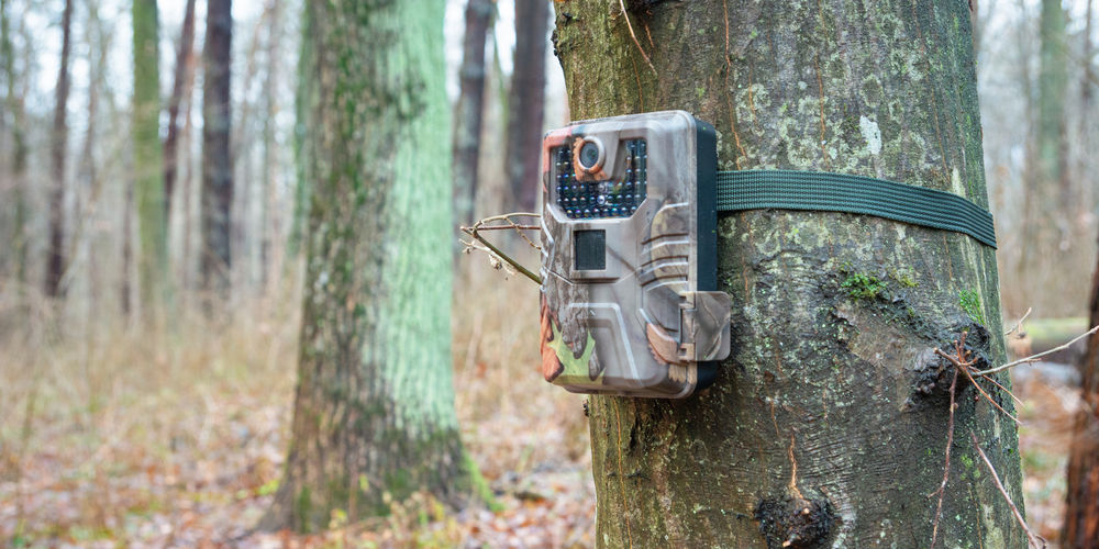Come scegliere la fototrappola: guida all'acquisto