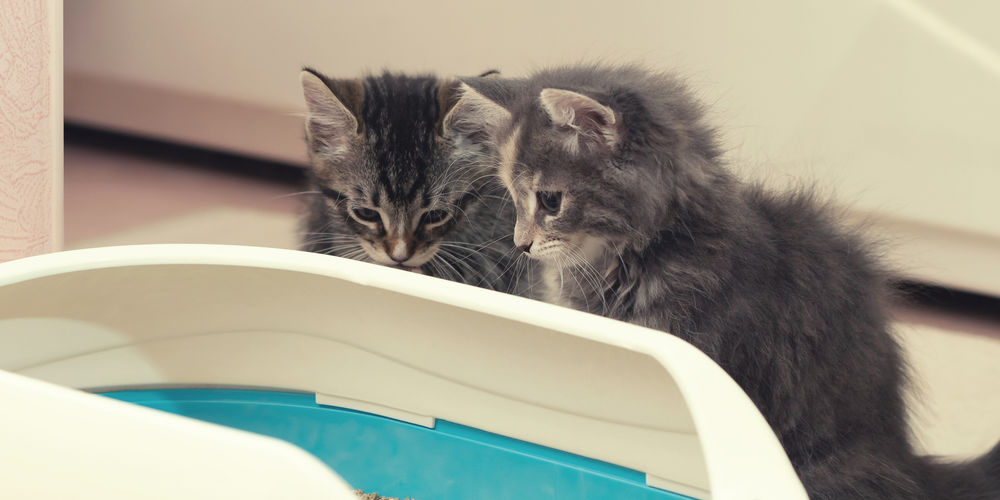 Come scegliere la lettiera per gatti: guida 2025