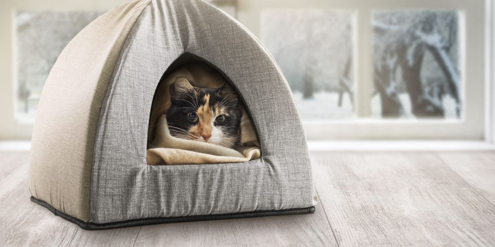 Come scegliere la cuccia per gatti: guida all'acquisto