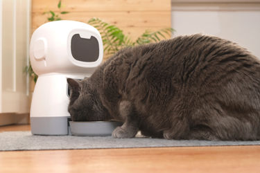 Dispenser cibo gatti: guida all'acquisto