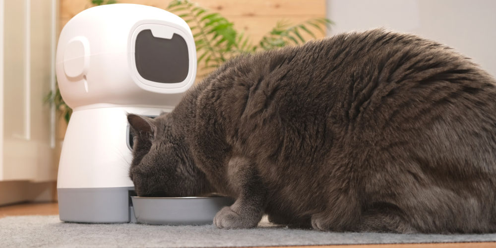 Come scegliere il dispenser cibo gatti: guida all'acquisto