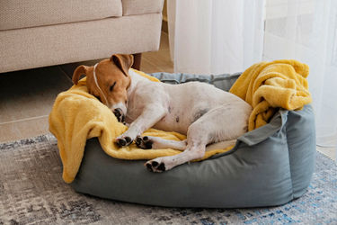 Letto per cani: guida all'acquisto