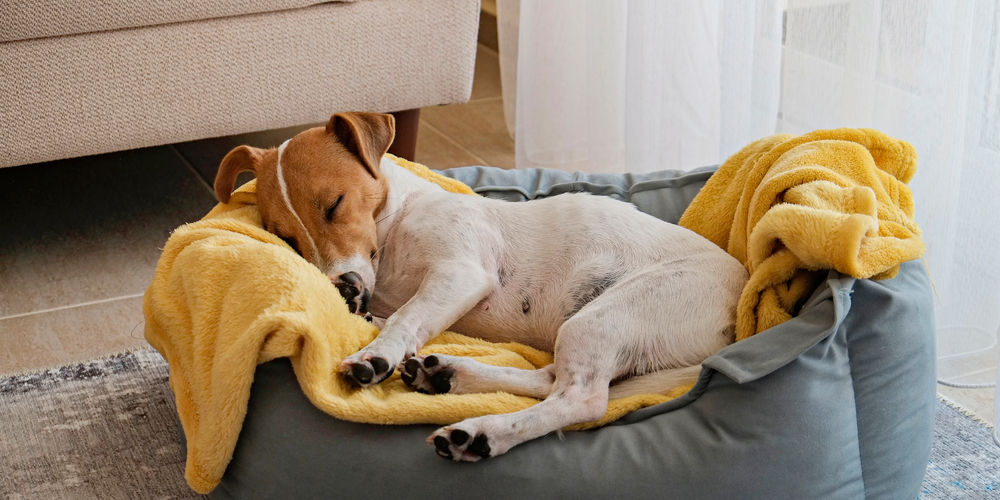 Come scegliere il letto per cani: guida all'acquisto