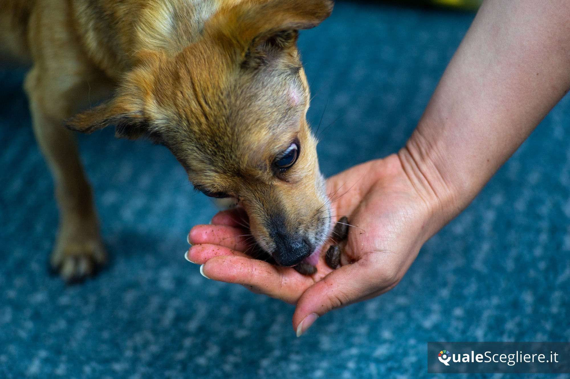 Ultra Premium Direct Agnello senza cereali per cani adulti sensibili 12 kg