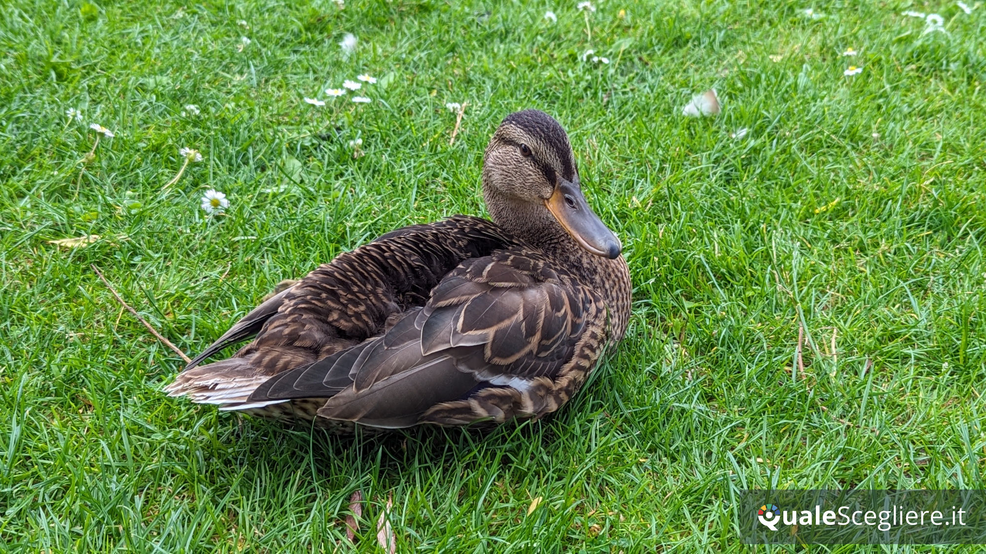 Google Pixel 7 128GB